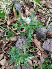 Senecio vulgaris