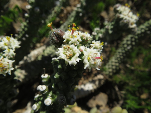 Euphorbia inermis, photograph 4
