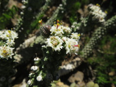 Euphorbia inermis