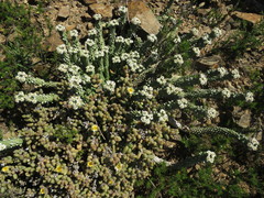 Euphorbia inermis