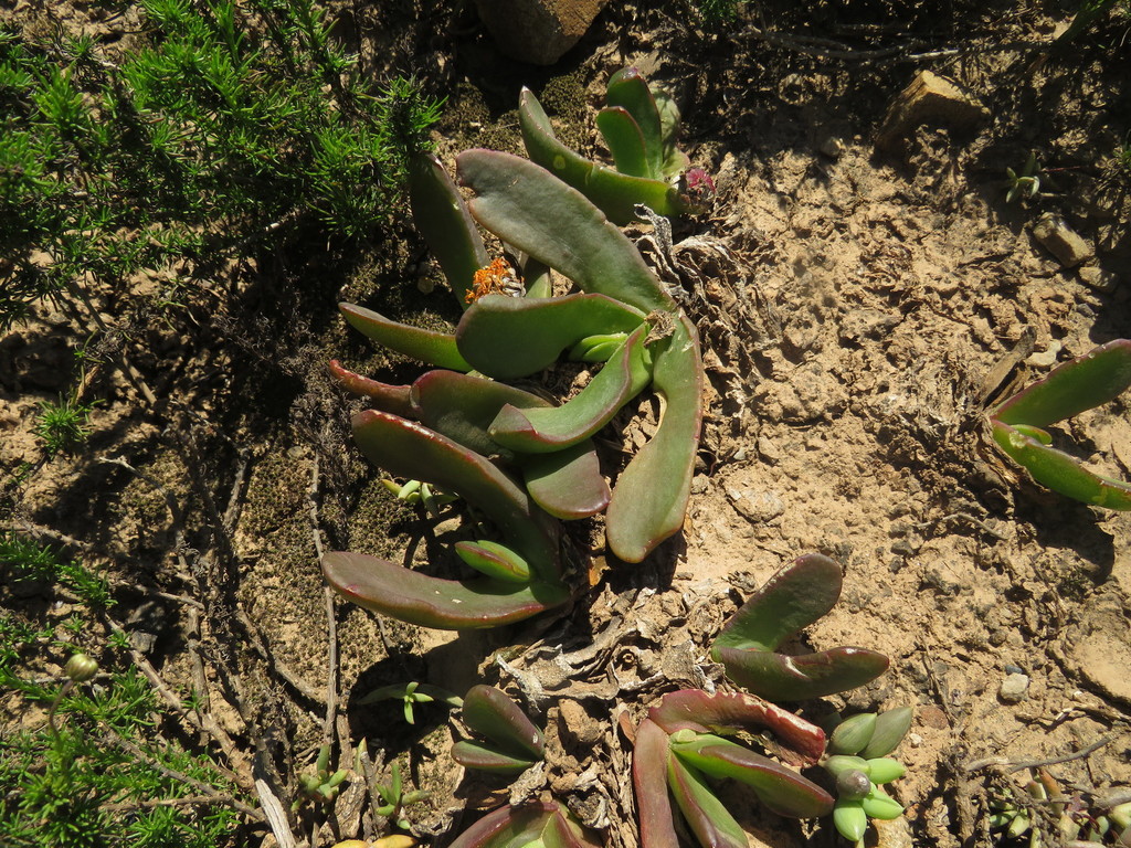 Glottiphyllum grandiflorum (Haw.) N.E.Br.