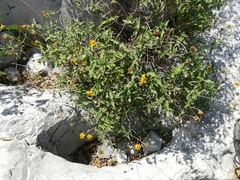 Wedelia acapulcensis
