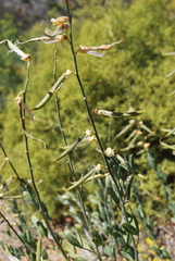 Calobota cytisoides