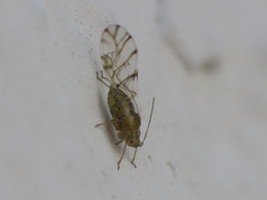 Therioaphis