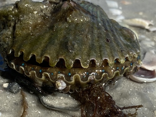 Atlantic Bay Scallop