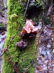 Phaeotremella foliacea