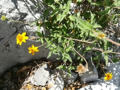 Wedelia acapulcensis
