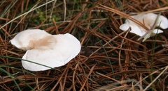 Leucocybe