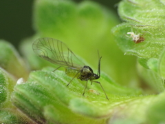 Longicaudus trirhodus