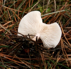 Leucocybe
