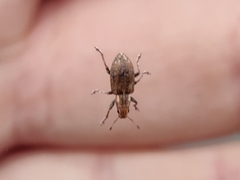 Sitona lepidus