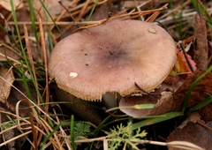 Russula veternosa