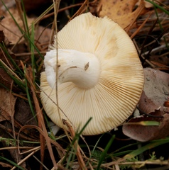 Russula veternosa