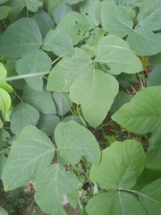 Mucuna pruriens