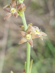 Aspidoglossum biflorum