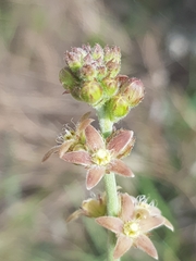 Aspidoglossum biflorum