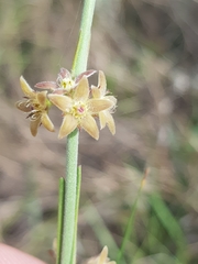 Aspidoglossum biflorum