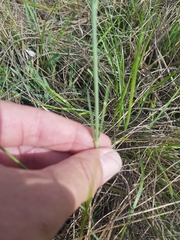 Aspidoglossum biflorum