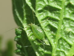 Microlophium carnosum