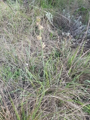 Aspidoglossum biflorum