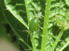 Microlophium carnosum