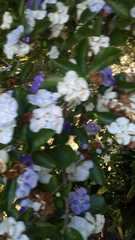 Brunfelsia australis