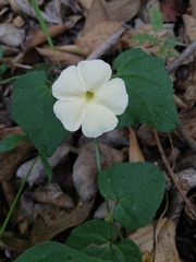 Thunbergia neglecta