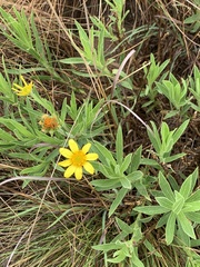 Osteospermum striatum