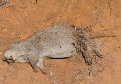 Thryonomys swinderianus