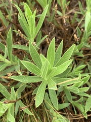 Osteospermum striatum
