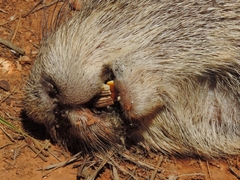 Thryonomys swinderianus
