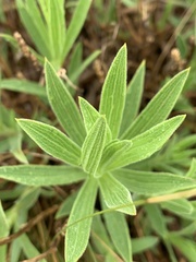 Osteospermum striatum