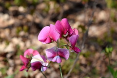 Lathyrus rotundifolius
