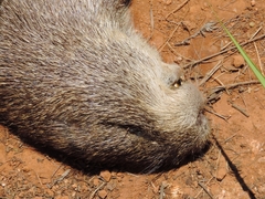 Thryonomys swinderianus