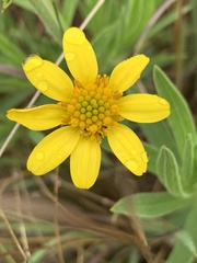 Osteospermum striatum