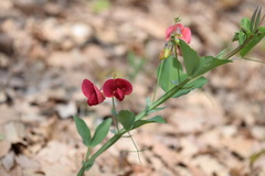 Lathyrus rotundifolius
