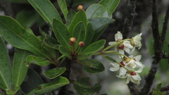 Drimys granadensis