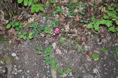 Lathyrus rotundifolius
