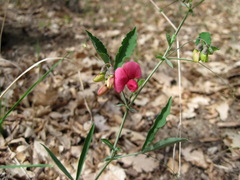 Lathyrus undulatus