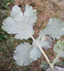 Erysiphe macleayae
