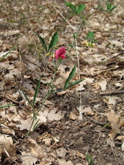 Lathyrus undulatus