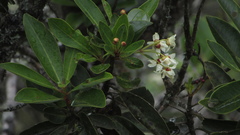 Drimys granadensis
