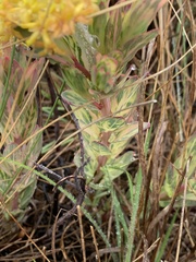 Lasiosiphon kraussianus