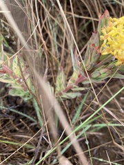 Lasiosiphon kraussianus