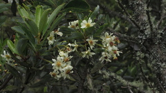 Drimys granadensis