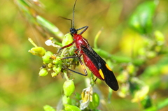 Graptocleptes