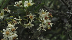 Drimys granadensis
