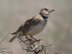 Melanocorypha calandra