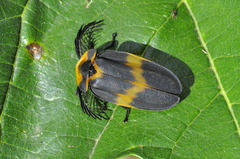 Lamprocera