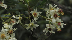 Drimys granadensis
